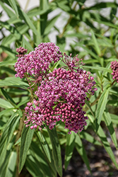 Swamp Milkweed (Asclepias incarnata) at Lakeshore Garden Centres