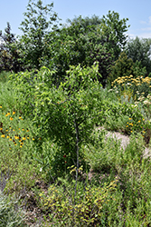 Netleaf Hackberry (Celtis reticulata) at Lakeshore Garden Centres