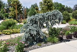 Blue Falls Spruce (Picea pungens 'Blue Falls') at Lakeshore Garden Centres