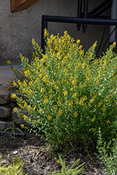 Common Woadwaxen (Genista tinctoria) at Lakeshore Garden Centres