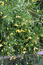 Mongolian Gold Clematis (Clematis fruticosa 'Mongolian Gold') at Stonegate Gardens