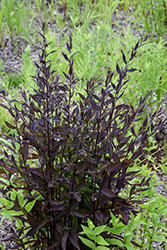 Lady In Black Calico Aster (Symphyotrichum lateriflorum 'Lady In Black') at Lakeshore Garden Centres