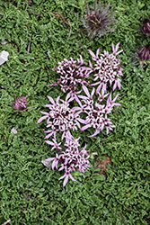 Carpeting Pincushion Flower (Pterocephalus depressus) at Stonegate Gardens