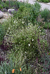 Littleleaf Mockorange (Philadelphus microphyllus) at Lakeshore Garden Centres