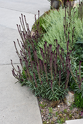 Beaujolais Loosestrife (Lysimachia atropurpurea 'Beaujolais') at Lakeshore Garden Centres