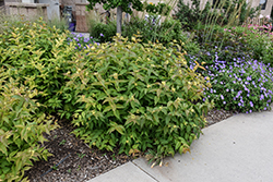 Bush Honeysuckle (Diervilla lonicera) at Lakeshore Garden Centres