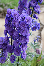 Highlander Sweet Sensation Larkspur (Delphinium 'Highlander Sweet Sensation') at Lakeshore Garden Centres