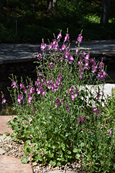 Party Girl Prairie Mallow (Sidalcea 'Party Girl') at Lakeshore Garden Centres