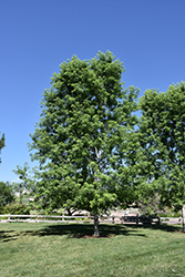 Skinner's Cutleaf Silver Maple (Acer saccharinum 'Skinneri') at Lakeshore Garden Centres