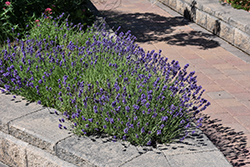 Munstead Lavender (Lavandula angustifolia 'Munstead') at Lakeshore Garden Centres