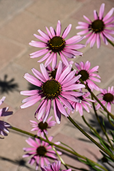 Tennessee Coneflower (Echinacea tennesseensis) at Lakeshore Garden Centres