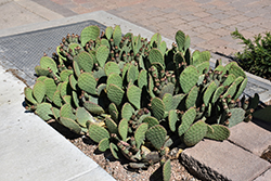 Beavertail Prickly Pear Cactus (Opuntia basilaris) at Lakeshore Garden Centres