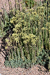 Turquoise Tails Blue Sedum (Sedum sediforme 'Turquoise Tails') at Lakeshore Garden Centres