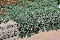 Blue Rug Juniper (Juniperus horizontalis 'Wiltonii') at Lakeshore Garden Centres