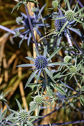 Blue Cap Sea Holly (Eryngium planum 'Blaukappe') at Lakeshore Garden Centres