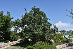 Gambel Oak (Quercus gambelii) at Stonegate Gardens