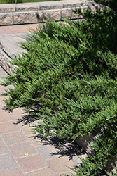 Tam Juniper (Juniperus sabina 'Tamariscifolia') at Lakeshore Garden Centres