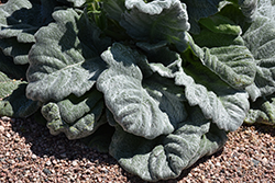 Silver Sage (Salvia argentea) at Lakeshore Garden Centres