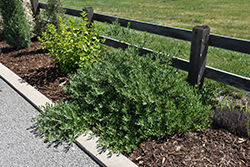 Pawnee Buttes Western Sandcherry (Prunus besseyi 'Pawnee Buttes') at Lakeshore Garden Centres