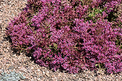 Dragon's Blood Stonecrop (Sedum spurium) at Lakeshore Garden Centres