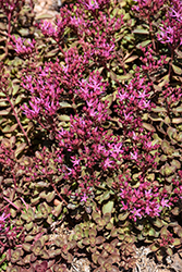 Red Carpet Stonecrop (Sedum spurium 'Red Carpet') at Lakeshore Garden Centres