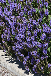 Blue Queen Sage (Salvia x sylvestris 'Blue Queen') at Stonegate Gardens