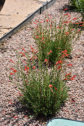 Pineleaf Penstemon (Penstemon pinifolius) at Lakeshore Garden Centres