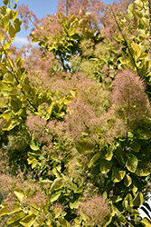 Golden Spirit Smokebush (Cotinus coggygria 'Golden Spirit') at Lakeshore Garden Centres