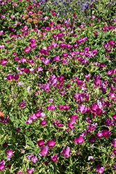 Buffalo Poppy (Callirhoe involucrata) at Lakeshore Garden Centres