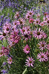 Tennessee Coneflower (Echinacea tennesseensis) at Lakeshore Garden Centres