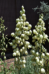 Small Soapweed (Yucca glauca) at Lakeshore Garden Centres
