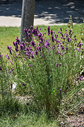 Purple Prairie Clover (Dalea purpurea) at Stonegate Gardens