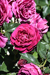 Celestial Night Rose (Rosa 'WEKebtigrad') at Stonegate Gardens