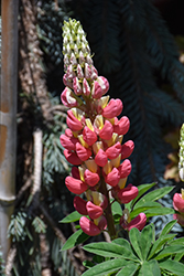 West Country Tequila Flame Lupine (Lupinus 'Tequila Flame') at Stonegate Gardens