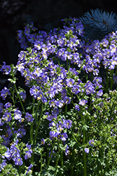 Heavenly Habit Jacob's Ladder (Polemonium boreale 'Heavenly Habit') at Lakeshore Garden Centres