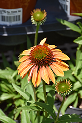Prima Ginger Coneflower (Echinacea 'TNECHPG') at A Very Successful Garden Center