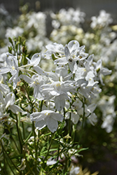 Summer Stars Delphinium (Delphinium grandiflorum 'Summer Stars') at Lakeshore Garden Centres