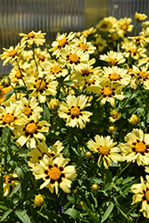 UpTick Cream and Red Tickseed (Coreopsis 'Balupteamed') at Lakeshore Garden Centres