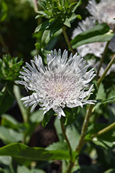 Divinity Aster (Stokesia laevis 'Divinity') at Stonegate Gardens