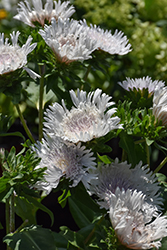 Divinity Aster (Stokesia laevis 'Divinity') at Stonegate Gardens