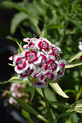 Barbarini Red Picotee Sweet William (Dianthus barbatus 'Barbarini Red Picotee') at Lakeshore Garden Centres