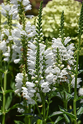 Crystal Peak White Obedient Plant (Physostegia virginiana 'Crystal Peak White') at Lakeshore Garden Centres