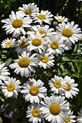 White Mountain Shasta Daisy (Leucanthemum x superbum 'White Mountain') at Lakeshore Garden Centres