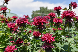 Fireball Beebalm (Monarda didyma 'Fireball') at Lakeshore Garden Centres