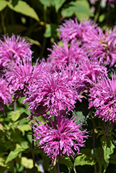 BeeMine Pink Beebalm (Monarda didyma 'Balbeemin') at A Very Successful Garden Center