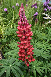 Beefeater Lupine (Lupinus 'Beefeater') at A Very Successful Garden Center