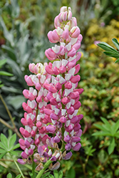 Gallery Pink Bicolor Lupine (Lupinus 'Gallery Pink Bicolor') at Stonegate Gardens