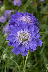 Fama Deep Blue Pincushion Flower (Scabiosa caucasica 'Fama Deep Blue') at Lakeshore Garden Centres
