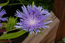 Blue Danube Aster (Stokesia laevis 'Blue Danube') at Lakeshore Garden Centres