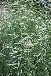 Blonde Ambition Blue Grama Grass (Bouteloua gracilis 'Blonde Ambition') at Lakeshore Garden Centres